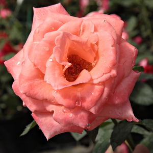 Mélange de rose claire et blanc - rosiers hybrides de thé